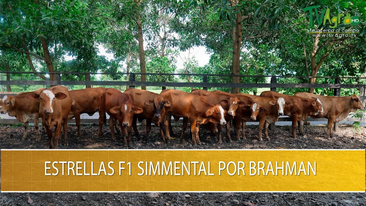 Estrellas F1 Simmental por Brahman - TvAgro por Juan Gonzalo Angel Restrepo