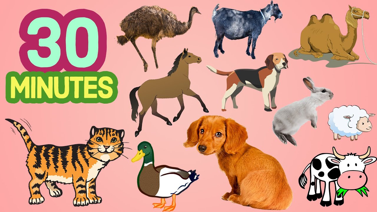 Learn Farm Animals In English