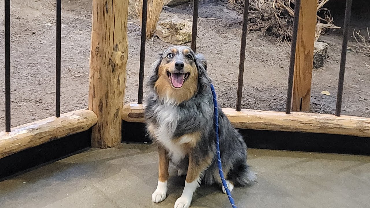 Zoey's Journey!
