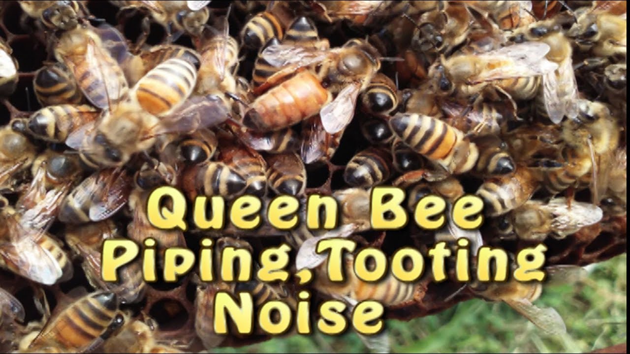 Queen Bee Piping/ Tooting Noise Explained (Queen Rearing)