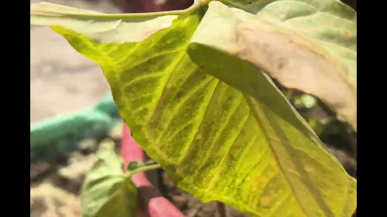 Syngonium Repotting 🌱 | Easy & Correct way New Pot 🌱@smalltarracegarden 