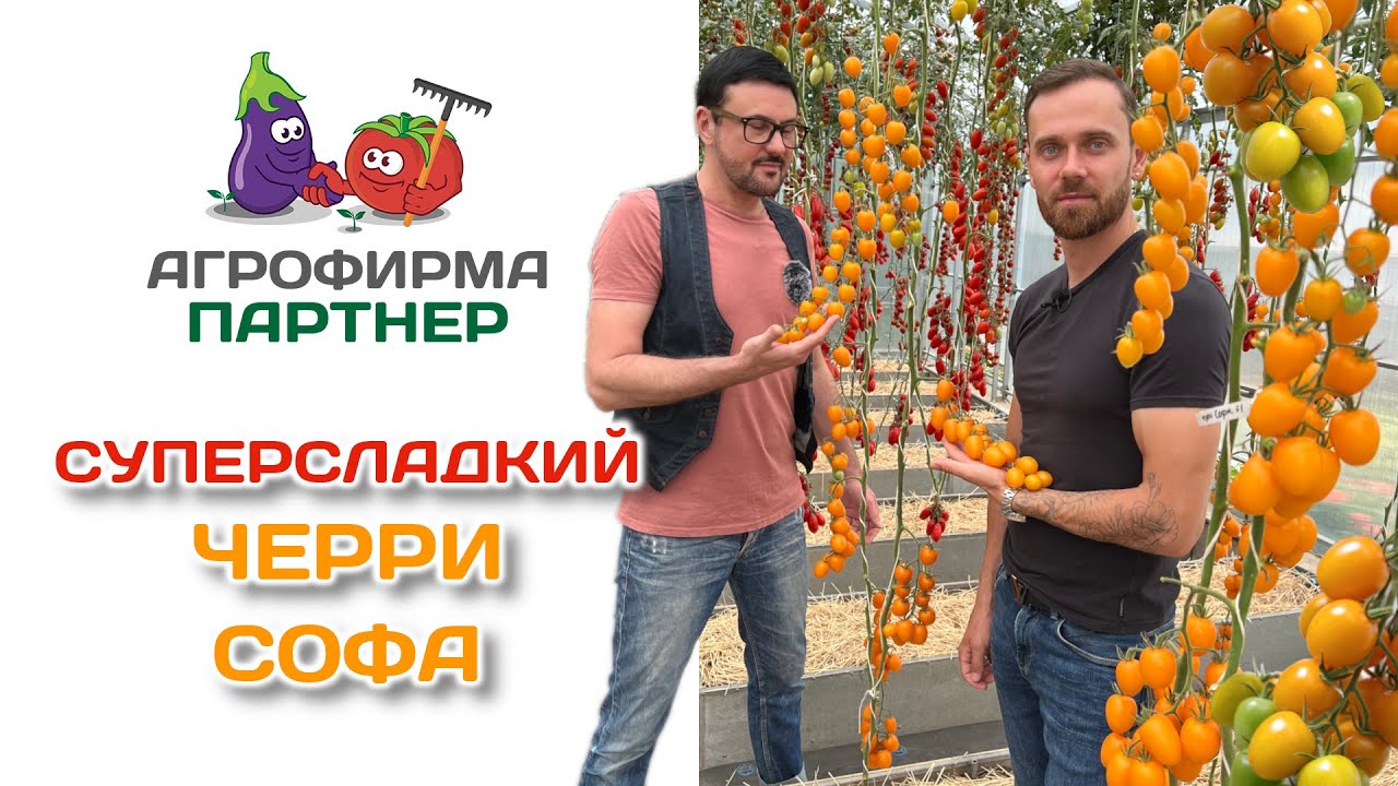 Суперсладкий черри Софа