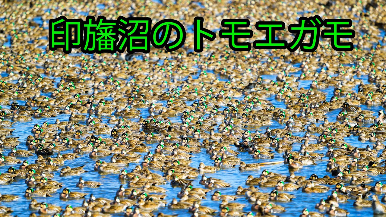 印旛沼のトモエガモの大群 (Baikal teal)