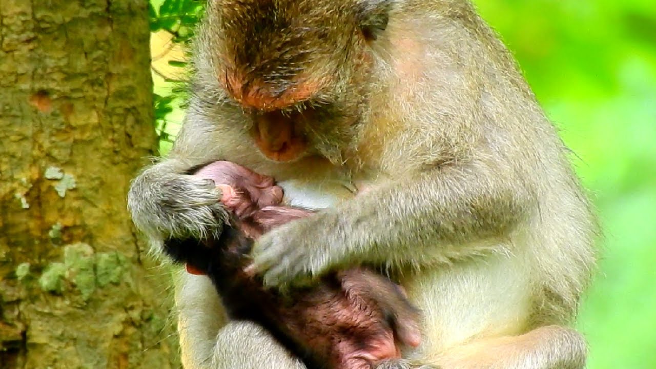 What's Jade Grooming Little Newborn Jinx Baby Monkey Sleeping and Nursing Milk!