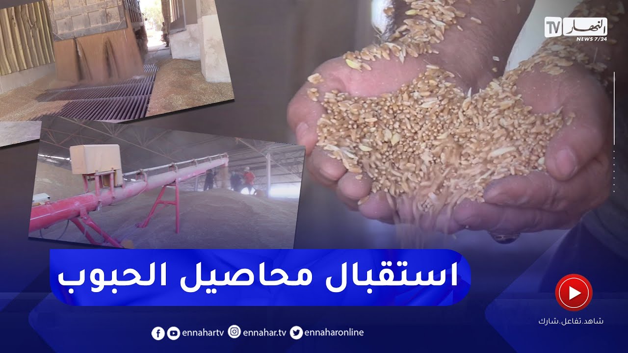 قالمة: مخازن الحبوب تستقبل محاصيل القمح عبر 17 نقطة