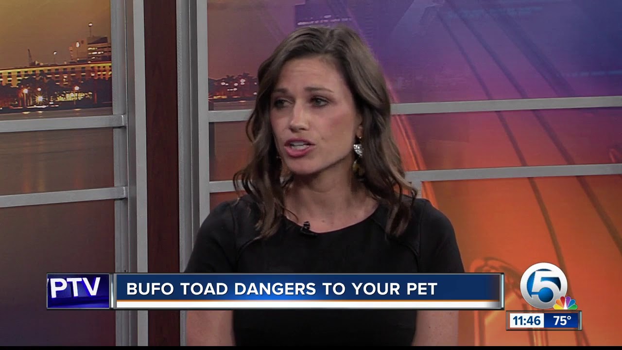 Bufo toads pose dangers to pets