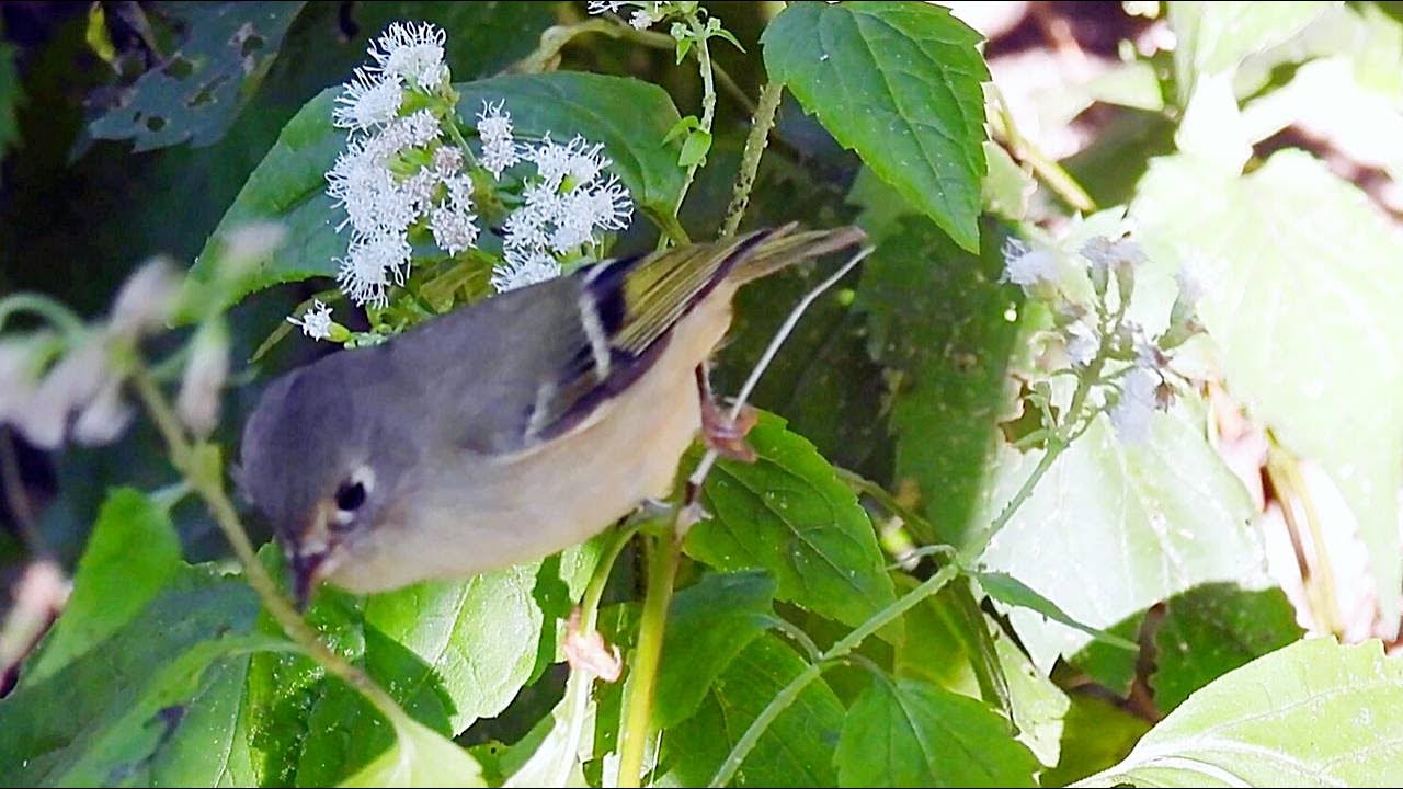 Ruby crowned Kinglet in Central Park Ramble New York - Cute, Tiny, Active Songbird