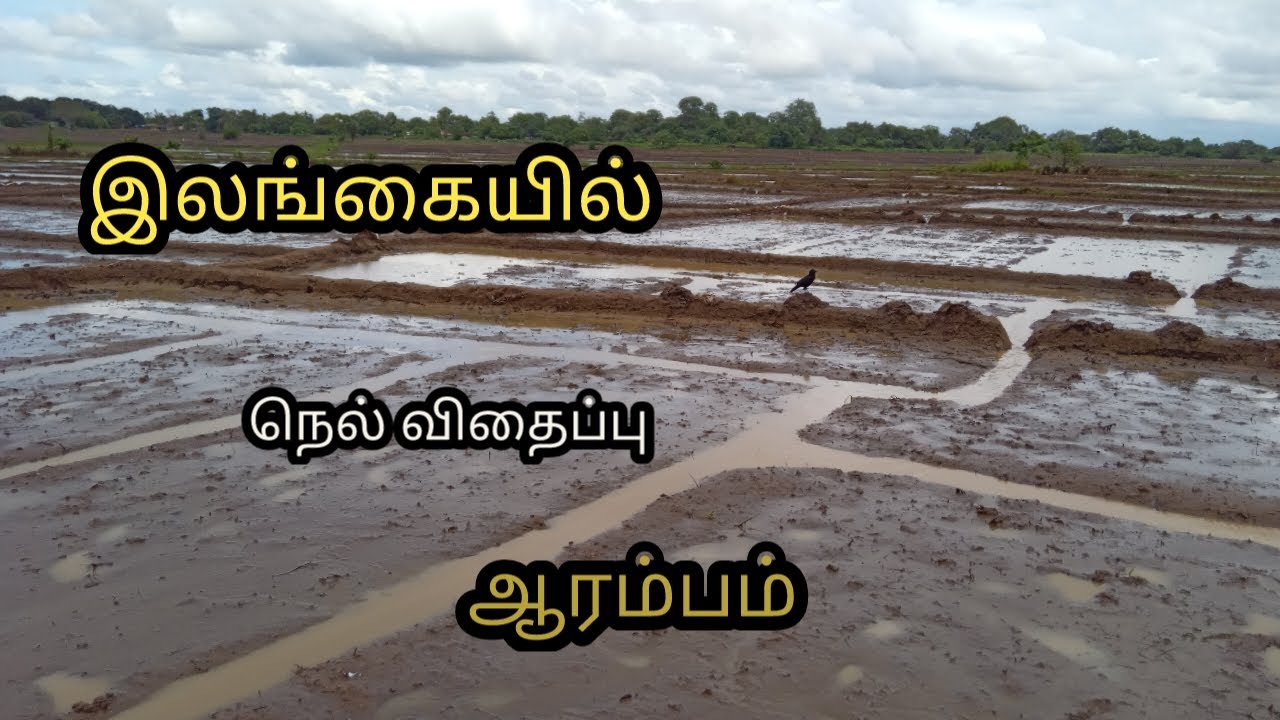 இலங்கையின் அபாயத்தின் பின் மீண்டும் விவசாயம் #srilanka