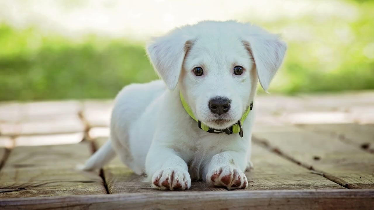 My Happy and Funny Pet | Royalty Free Music