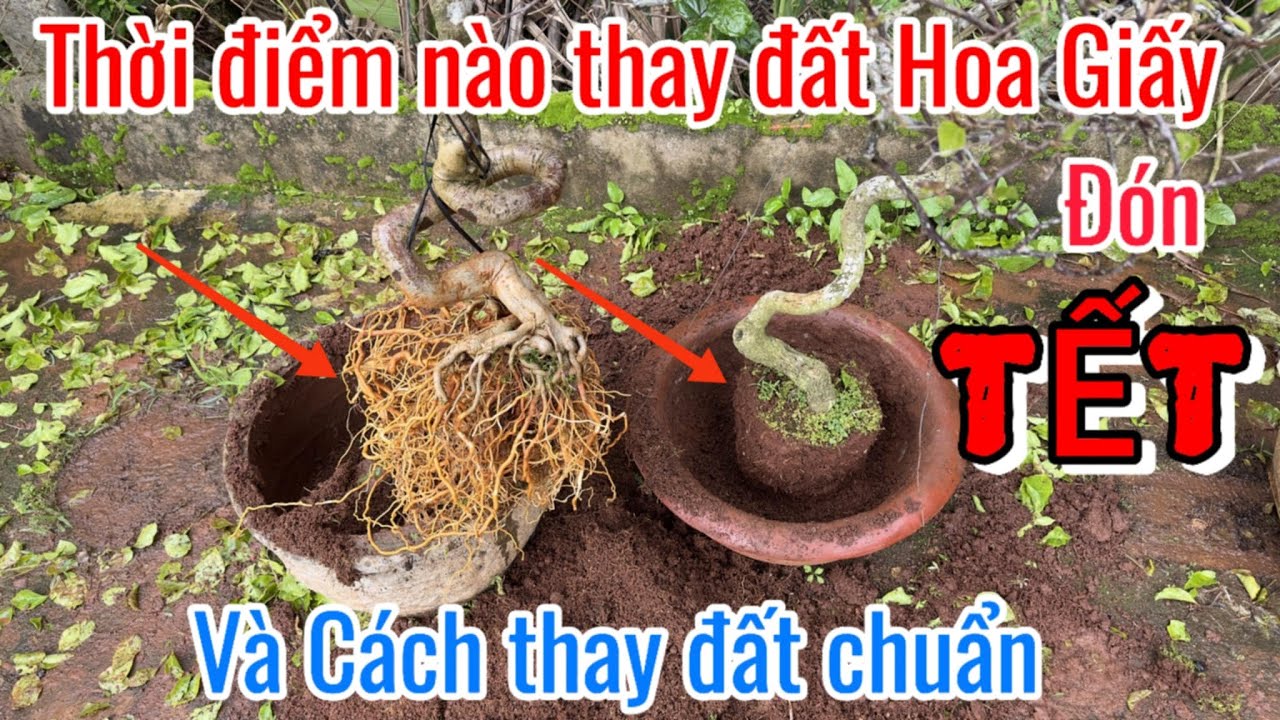 Khi nào cần thay đất cho Hoa Giấy đón TẾT??. 2 cách thay đất chuẩn.