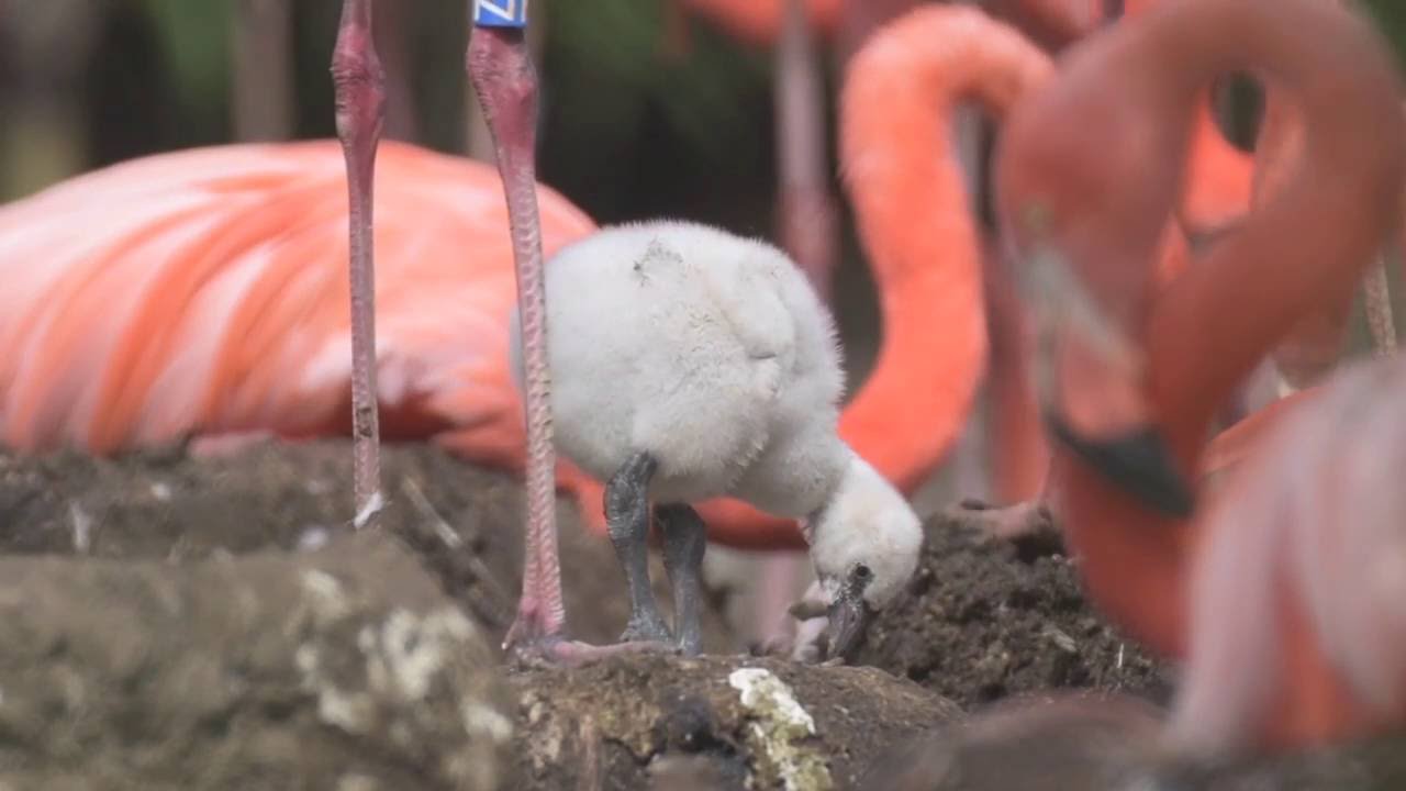 Tickled pink by new flamingo chicks!