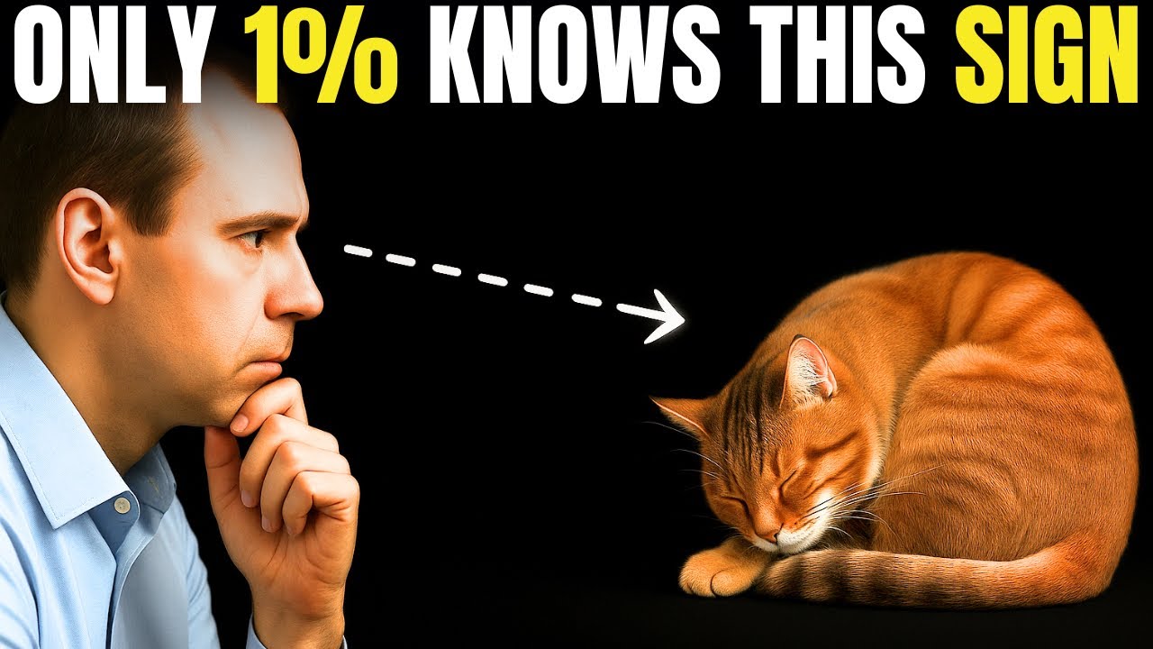 7 Cat Body Language Secrets Only 1% of Owners Know