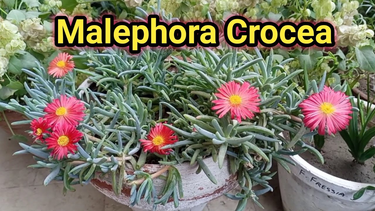 Malephora corcea / coppery mesemb a succulent ground cover plant