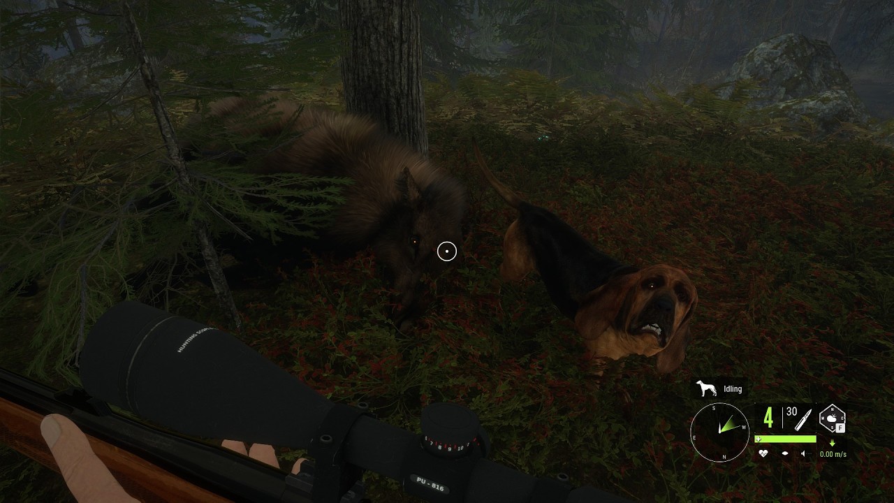 Tracking and Hunting Moose! Call of the Wild
