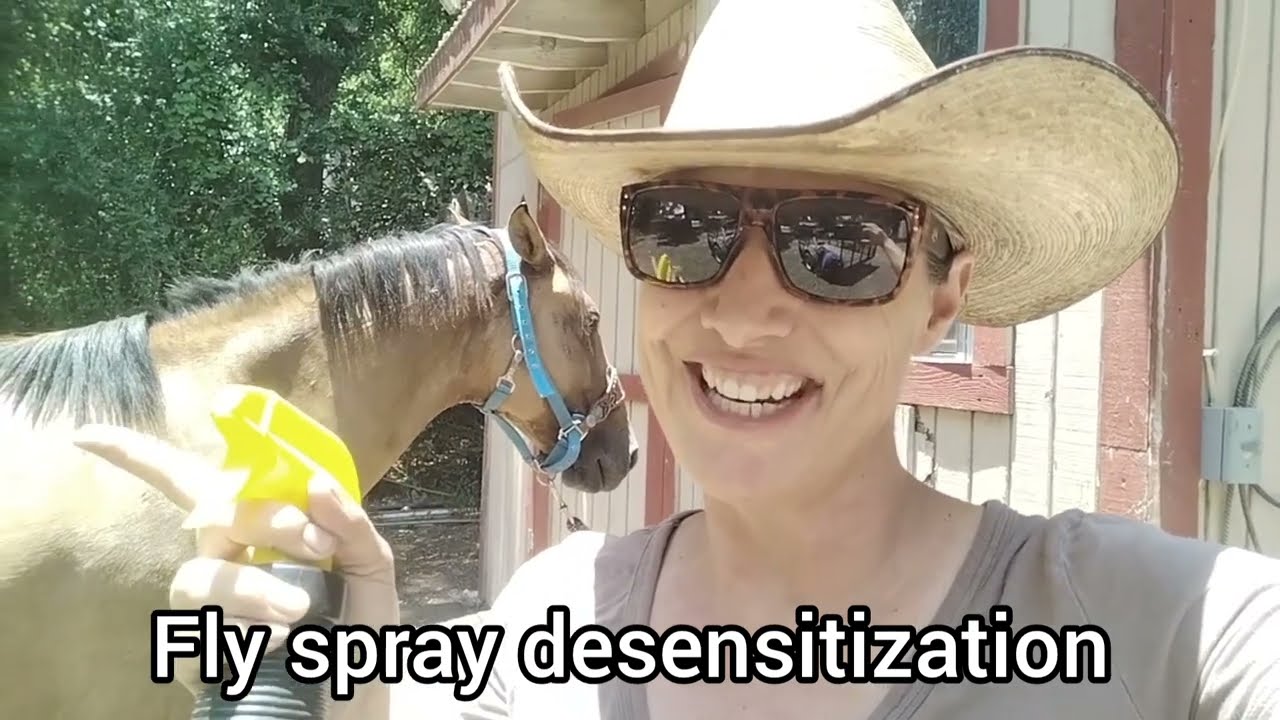 Fly spray training and desensitization - Untied, after groundwork and Reward based