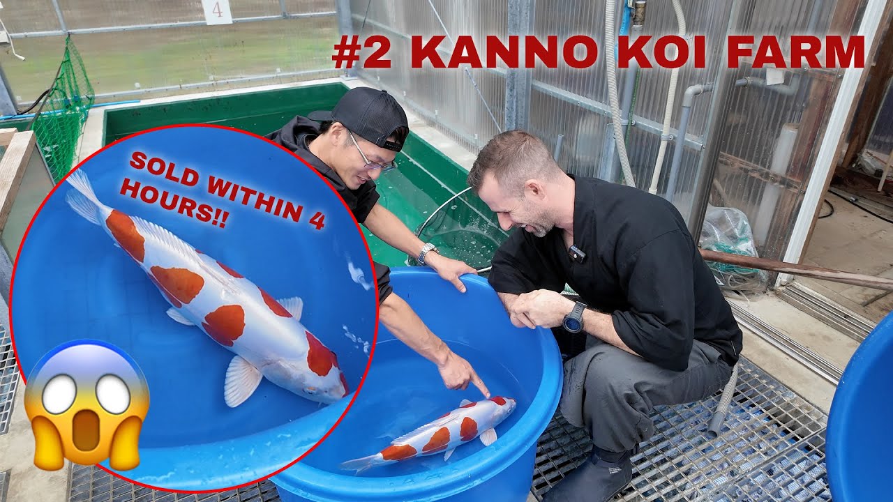 #2 KANNO KOI FARM | THIS BEAUTIFUL KIKUSUI WAS SOLD IN JUST 4 HOURS!!