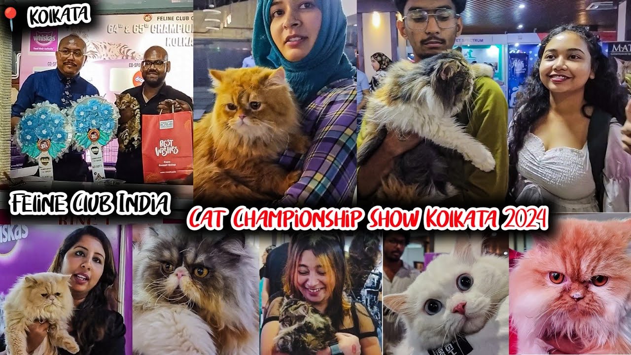 Cat Championship Show | Feline Club Cat Show Kolkata 2024 | Persian Cat, Main Coon, Bengal Tiger Cat