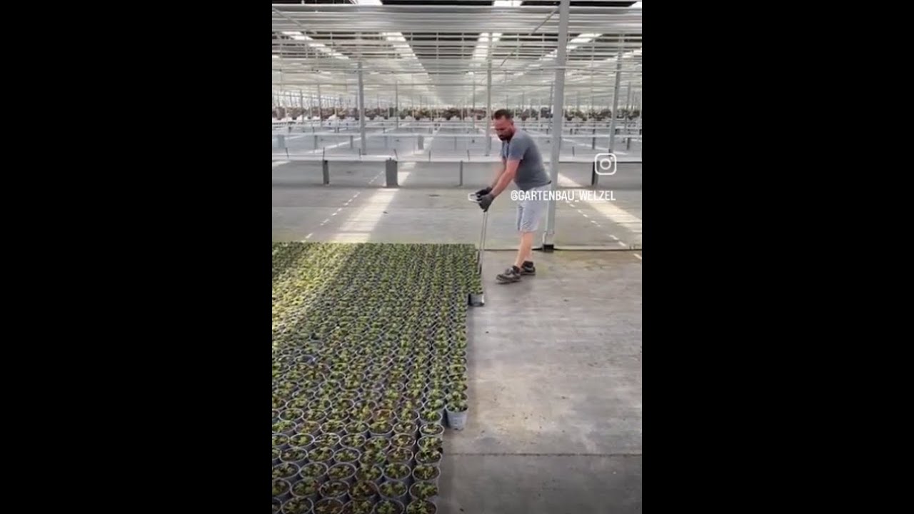 Bewurzelte Jungpflanzen von Florensis mit TTA MidiCurve an Mayer2400 topfen | Gartenbau Welzel