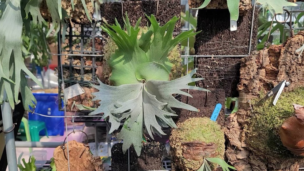 蕨士樂~專業鹿角蕨溫室 - Jazz Ferns! Staghorn Fern Green House.