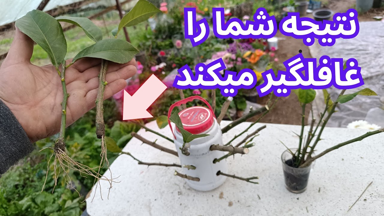 ریشه دار کردن شاخه مرکبات با این هرمون طبیعی و دست ساز  آسان تر از آن هست که فکر کنید 🍋 🍊