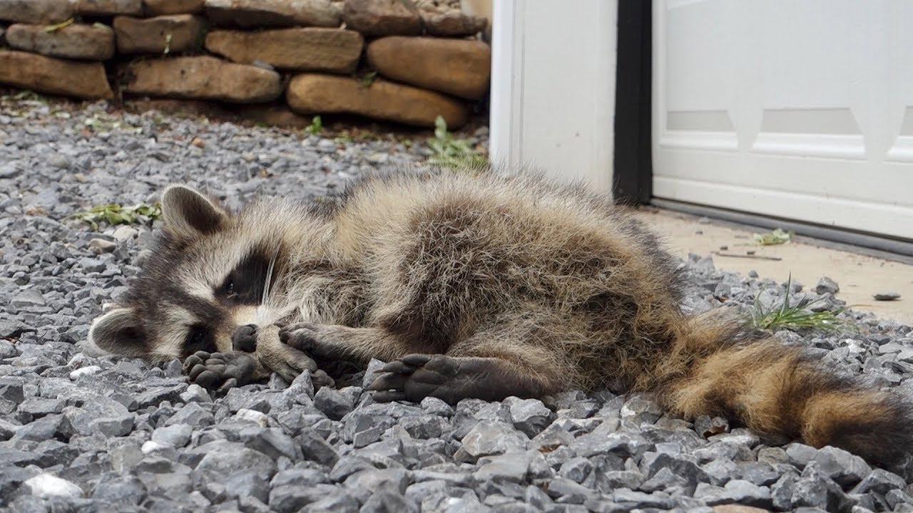 OUR RACCOON VISITOR!