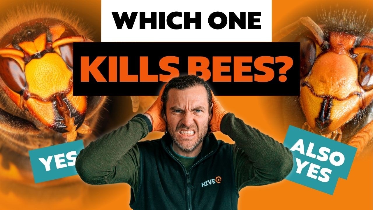 European Hornet VS Asian Hornet, How To Tell The Difference And Protect Your Bees