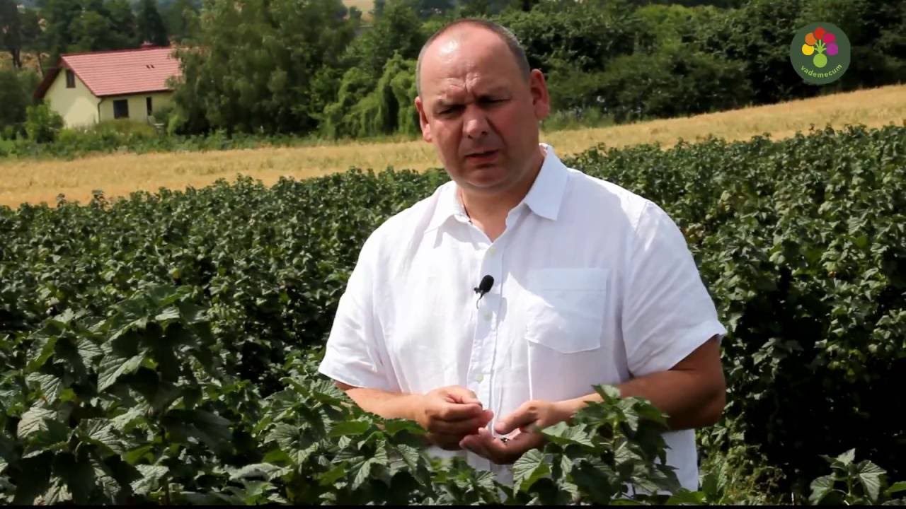 Ochrona porzeczek po zbiorze owoców