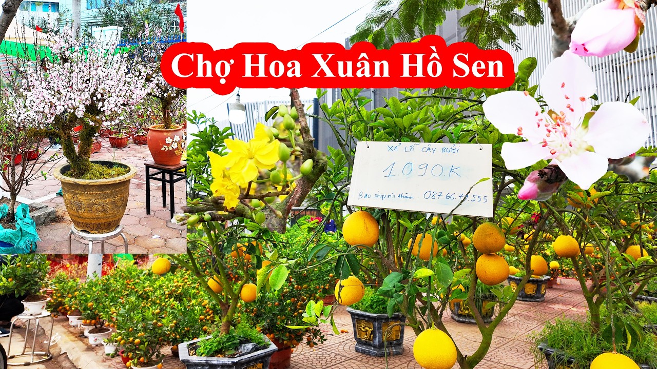 Chợ Hoa Tết Hồ Sen Hải Phòng 2026 | Người mua tấp nập, giá có “sốc”?