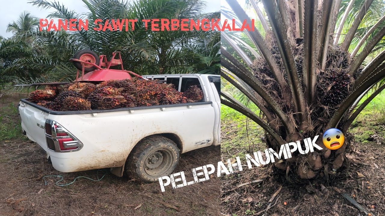 PANEN SAWIT 1 HEKTAR SEMAK, TERBENGKALAI🥶😱//HASILNYA Tidak Disangka #petani #sawit #viral #anakmuda 