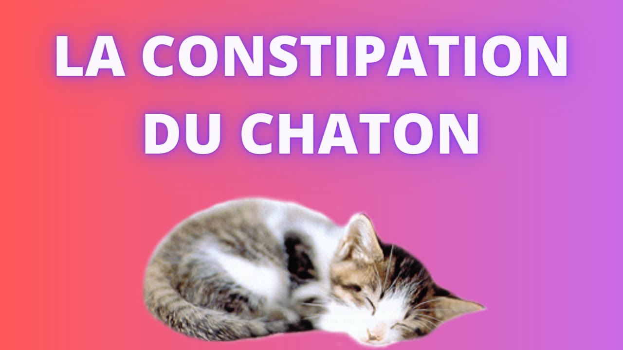 La constipation chez le chaton biberonné : comment le soulager ?