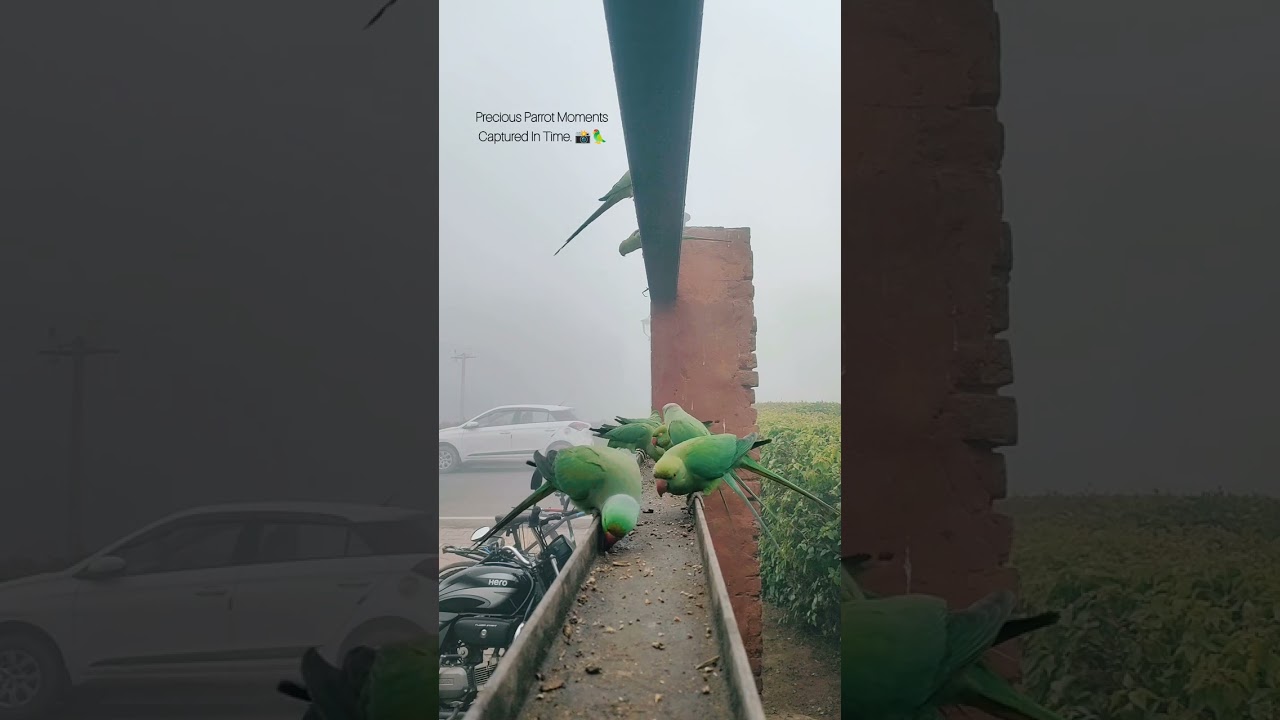 1 MIN RELAXING VIDEO  ... #agratourism #parrot #bird #birdcentury #agra #foryou #forest #birdsounds