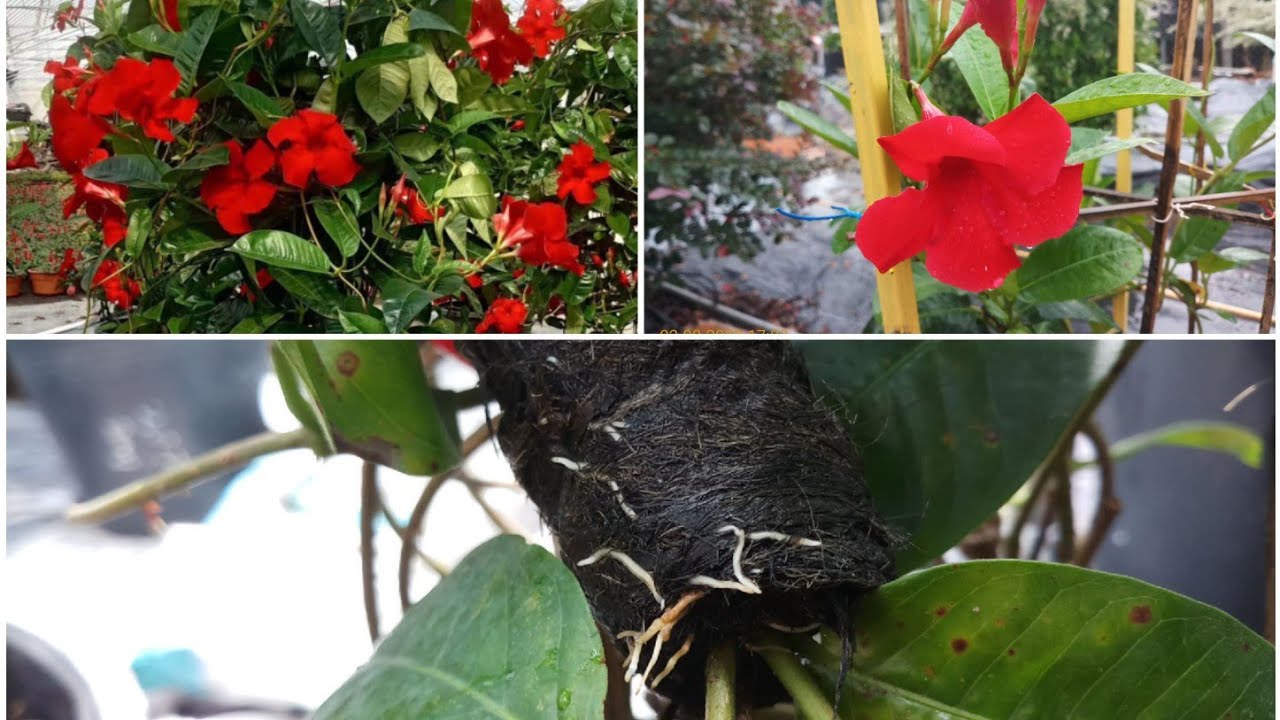 Mandevilla propagation air layering