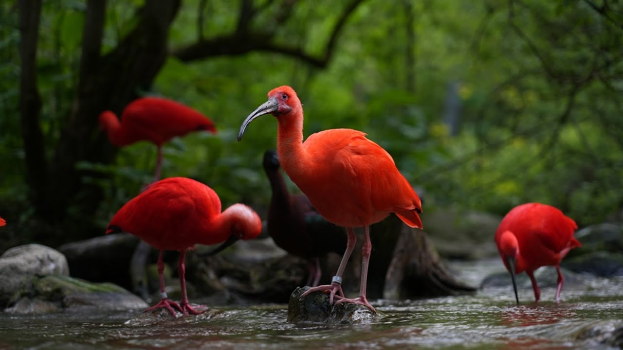 Scarlet Ibis: The Brilliant Feathers that Paint the Skies! 🌈