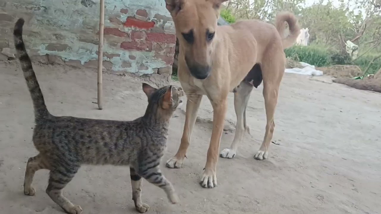 Cats consider dogs their friends and love them very much. #vlog#cat#dog#trend