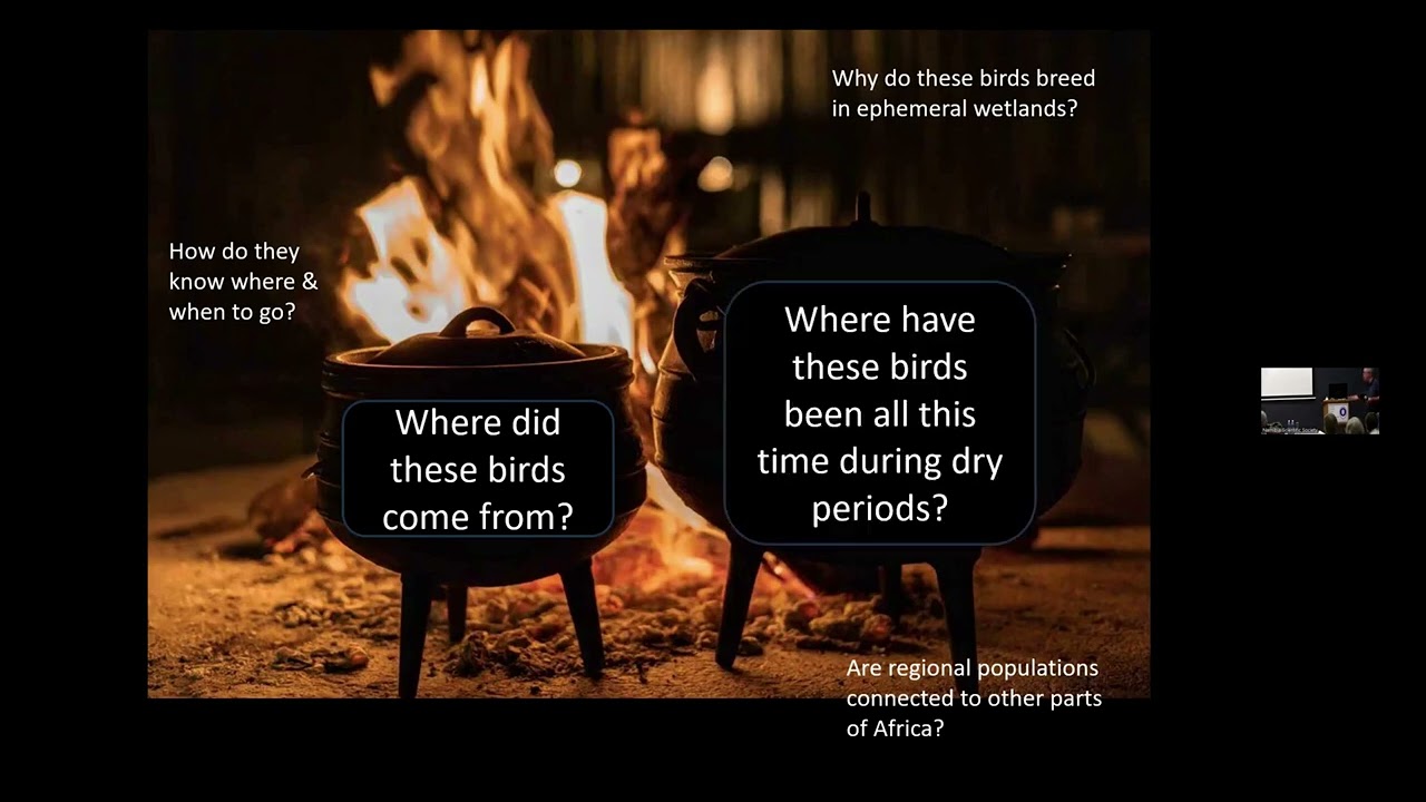 Bird Club presentation: Where do most Wetland Birds in Africa breed by Chris Hines & John Mendelson