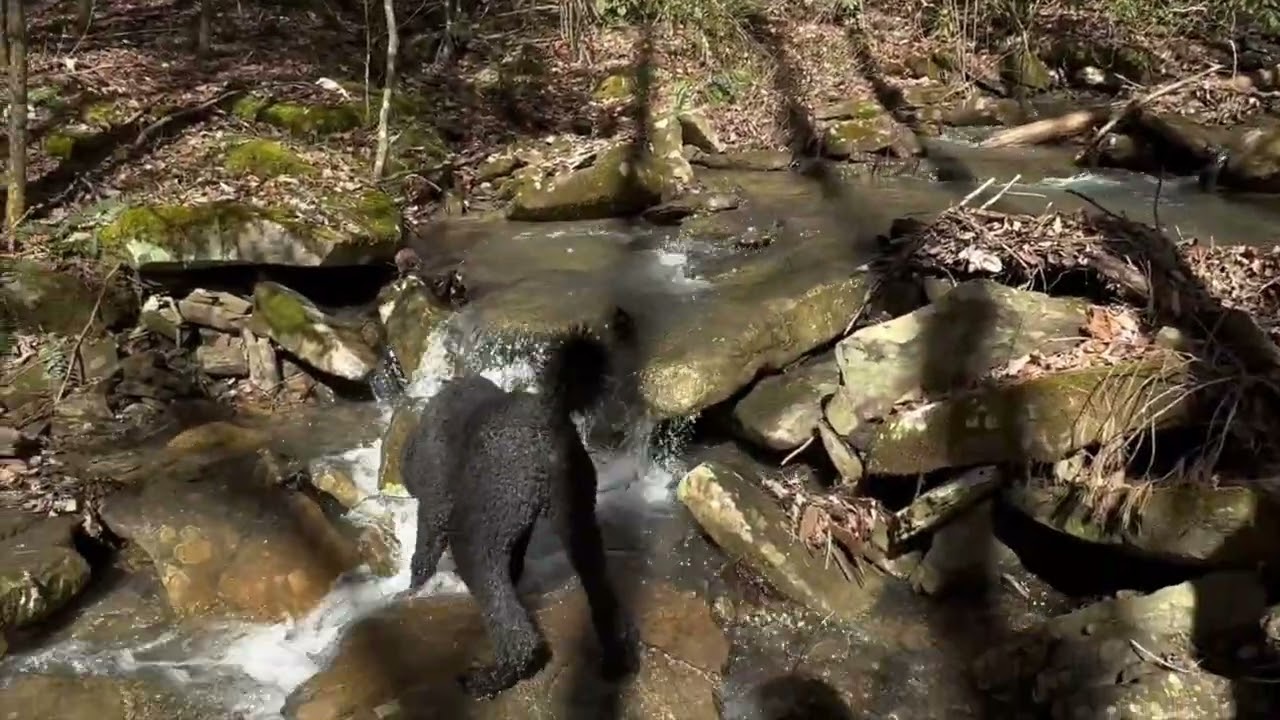 Join Quantum and Qubit on the Cascades Trail