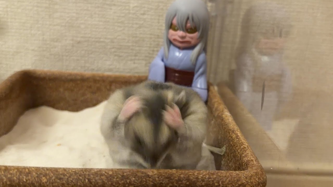 砂場が大好きなハムスター