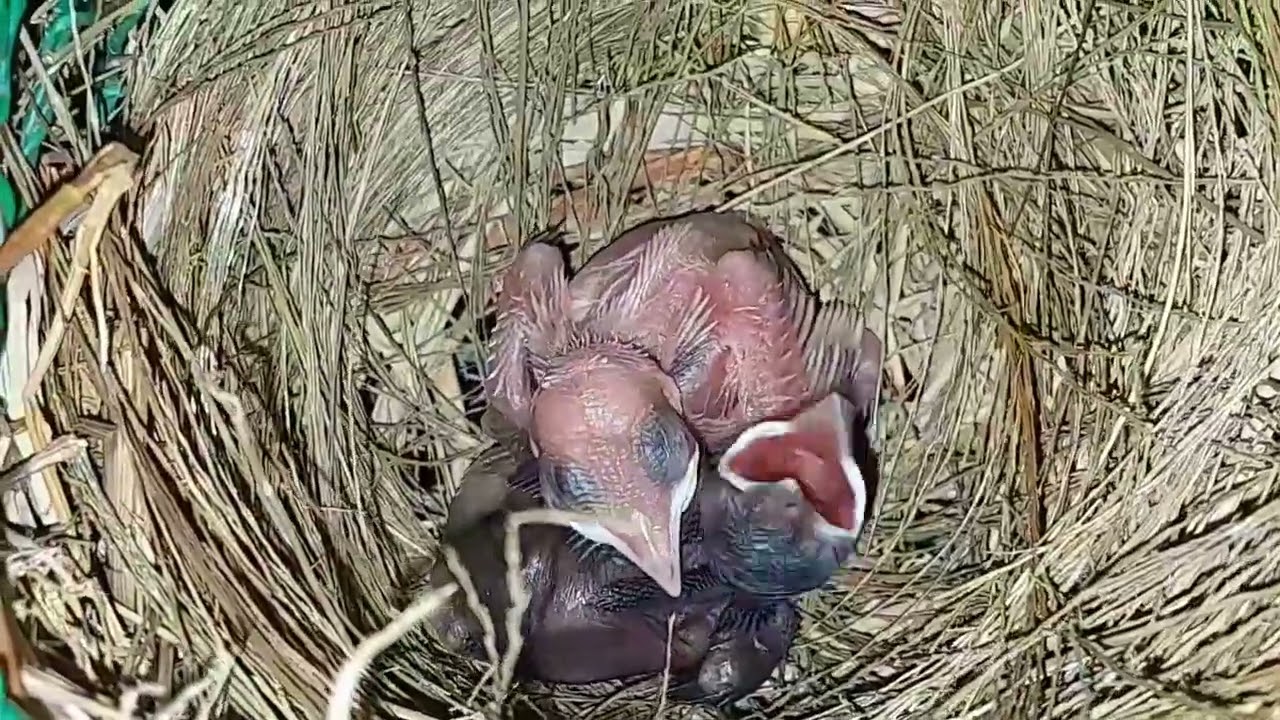 Ghép chào mào bông lau rừng với chào mào mủ rừng   ấp 10 ngày cuối cùng đã nở