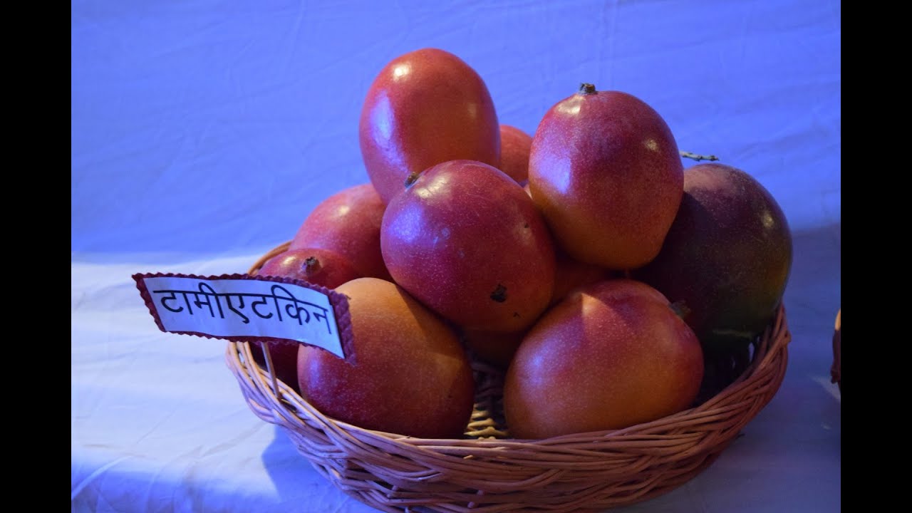 World's Best Mango Varieties | Tommy Atkins | Purple & Red Mango | Mangofeast Orchards | S C Shukla