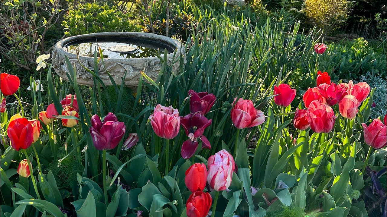 🌷Tulips in Bloom 🌷Cottage Garden Tour 🌱 Silent Garden Tour 🌱