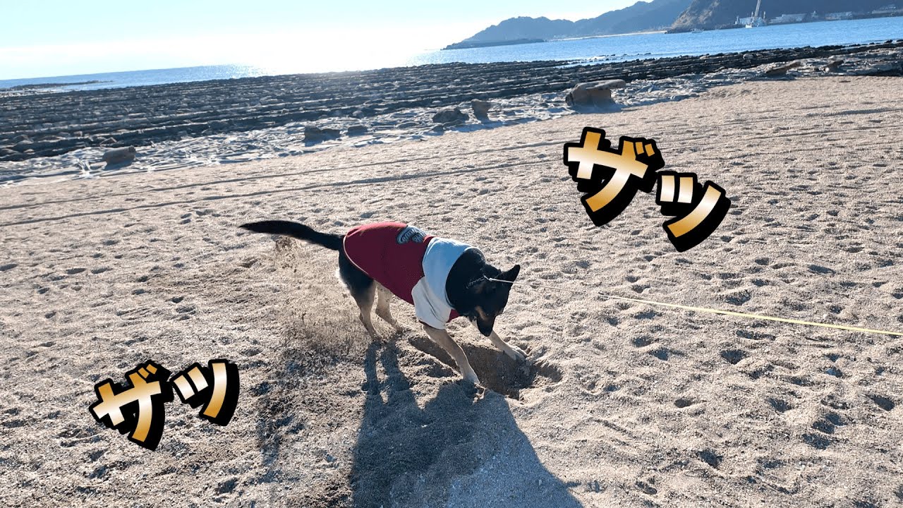 初めて宮崎へ行ったら、愛犬の青島ホリホリが止まりませんw【ジャーマンシェパード】