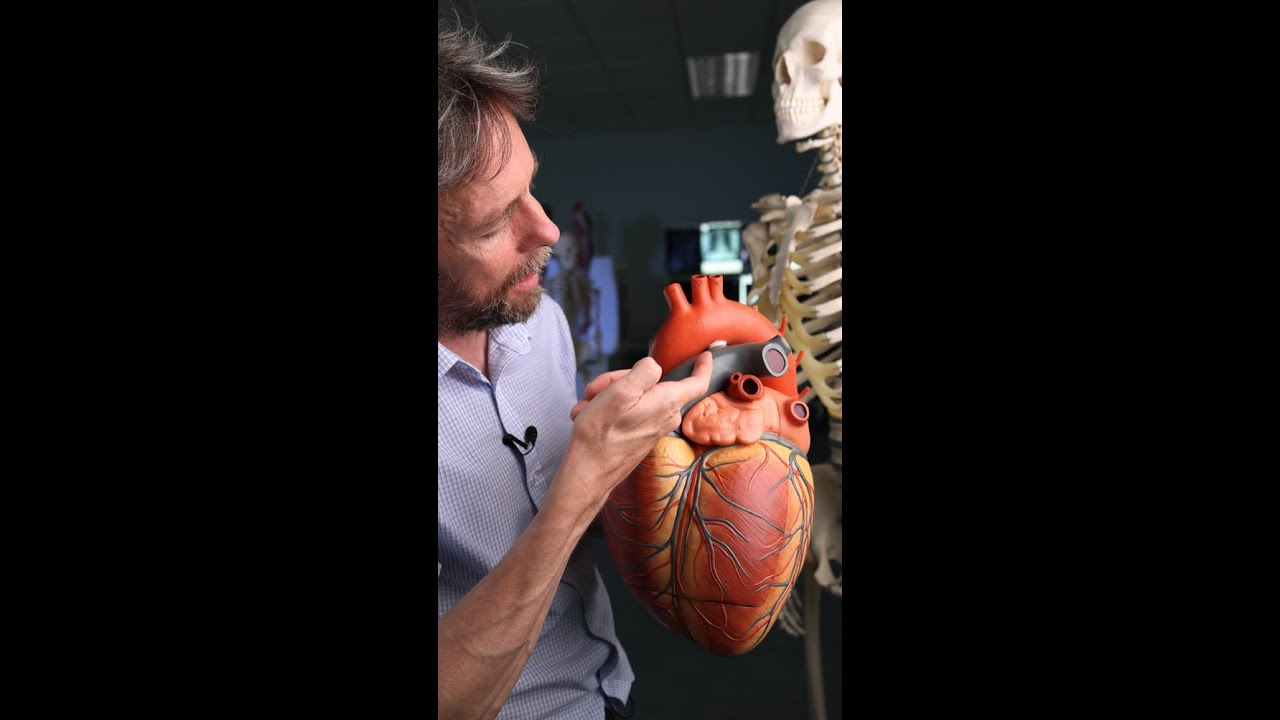 #shorts - ductus arteriosus