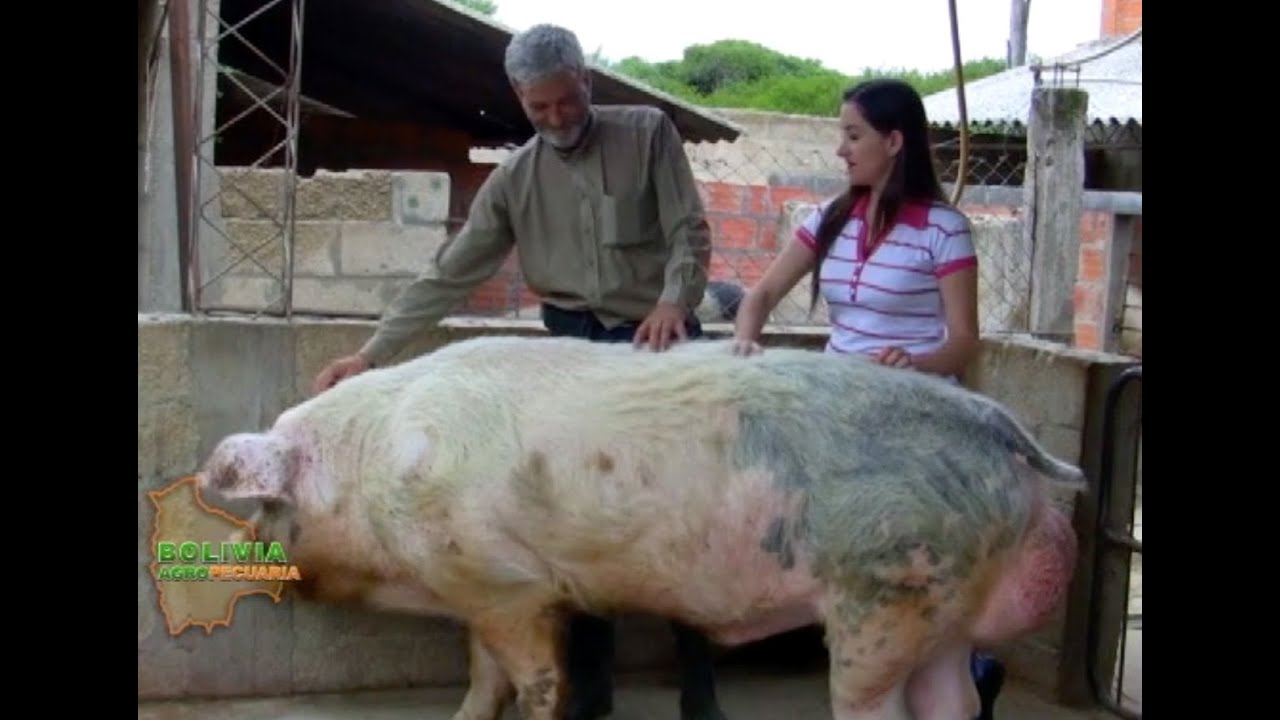 Granja Modelo de Porcinos 