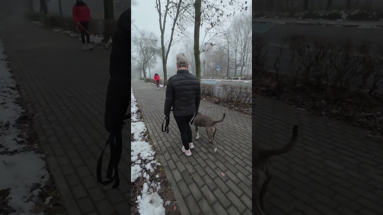 Amstaff przy znalezieniu odpowiednio narzędzia do pracy, zaczyna rozumieć co znaczy nie #dc #foryou