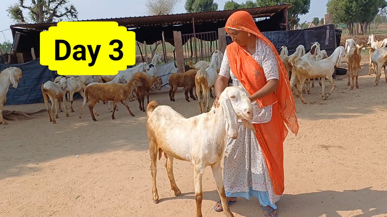6281229090रमेश जी गुजर की सोजत बकरियां | @EGPShorts  | अवाना गोट फार्म | सोजत नस्ल की बकरियां |