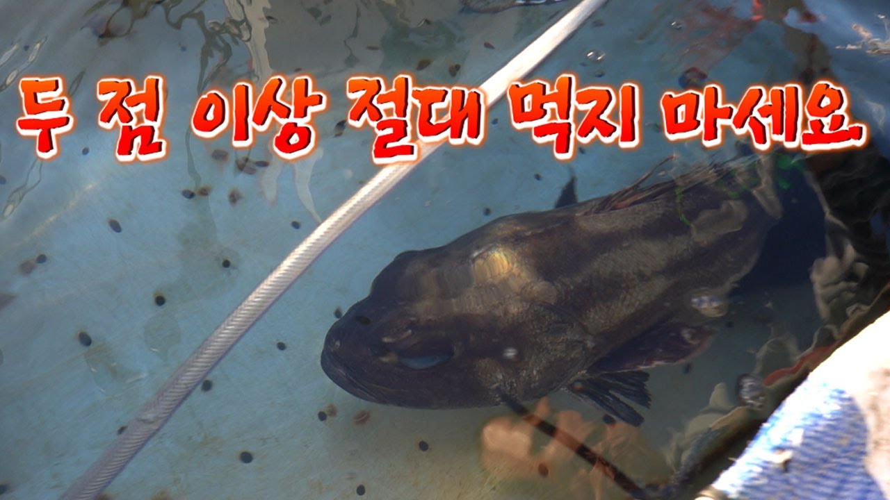 초 희귀어종 !!  우유맛이 나는 전설의 물고기!! / a fish flavored with milk.