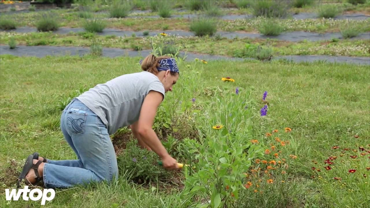 Inside a local female-run lavender farm