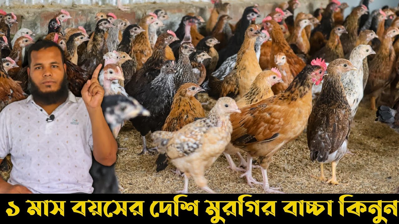 ১ মাস বয়সের বাচ্চা কেন কিনবেন জেনে নিন| পিওর দেশি মুরগির বাচ্চা|বাংলার খামার