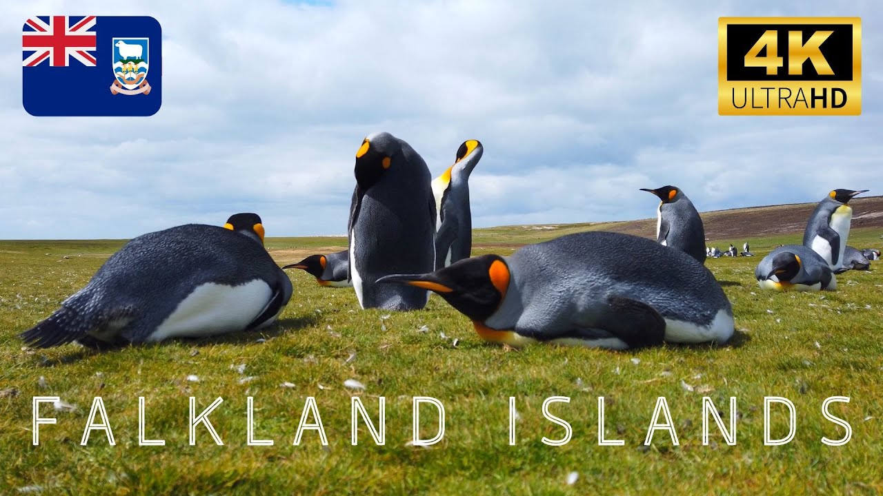 FALKLAND ISLANDS 4K - Penguins and Wildlife at Falklands - Relaxing High Quality Footage