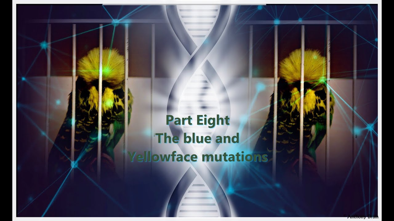 Beginner's Guide to Genetics Part 8 - The Blue Mutation